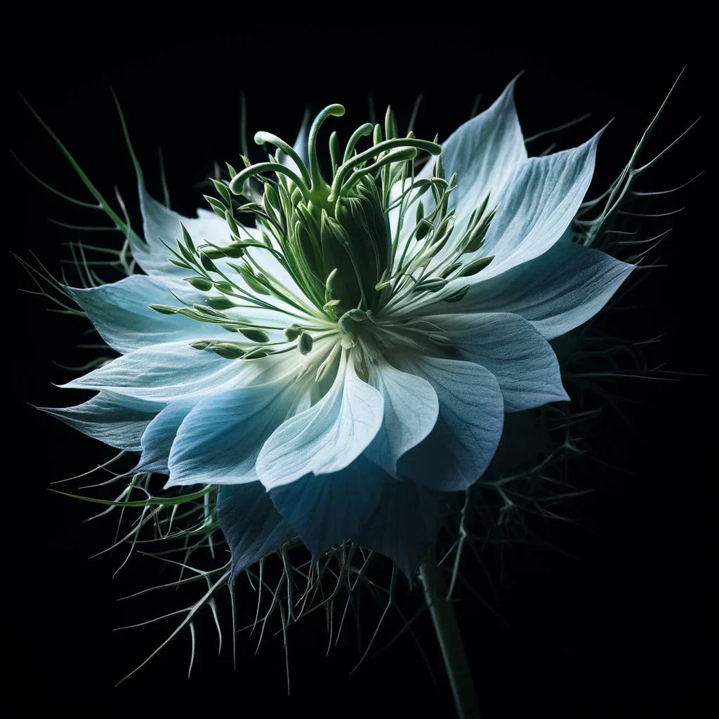 Where does black seed come from? A striking close-up of a Nigella sativa flower, the source of black seed, showcasing its delicate blue petals and intricate green seed pod against a dark background.