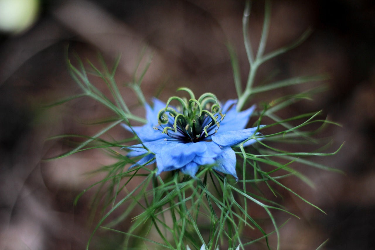 History of Black Seed