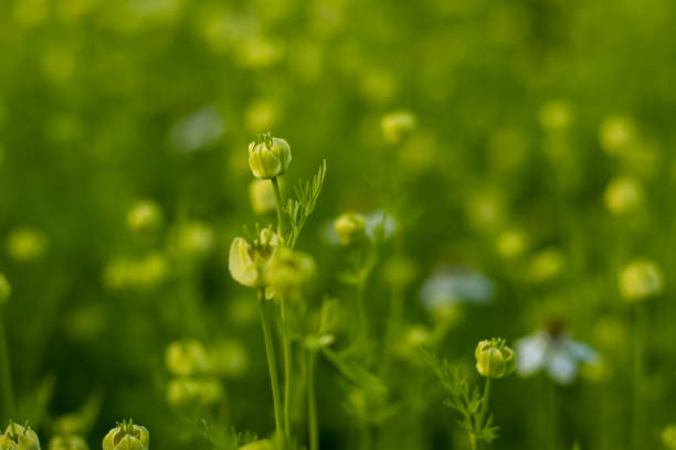 A close-up of Nigella sativa (black seed) plants with green buds, essential for understanding how to choose the best black seed oil.