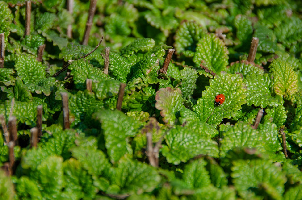 Lemon Balm Bush for the article Alleviate Trapped Wind