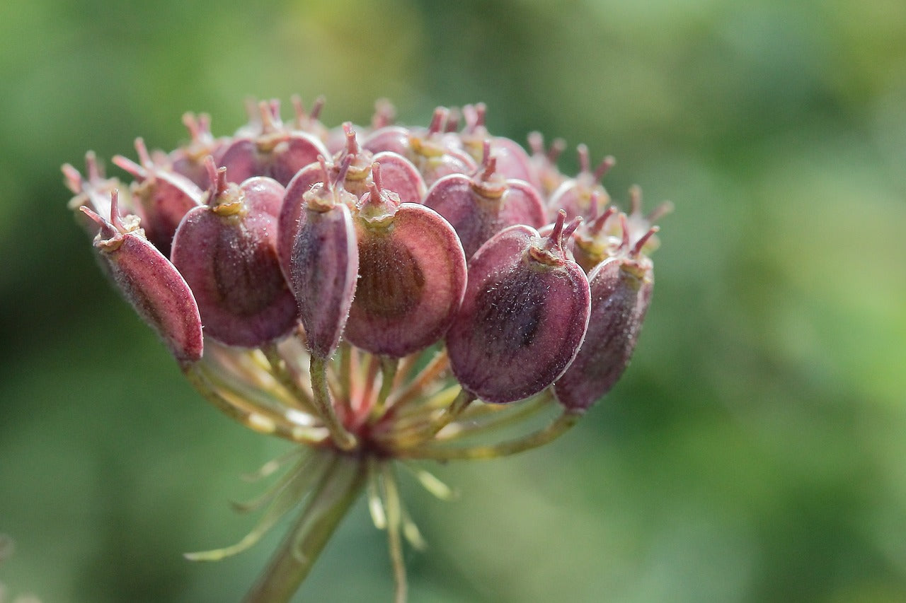 Cumin Seeds Benefits Hair 