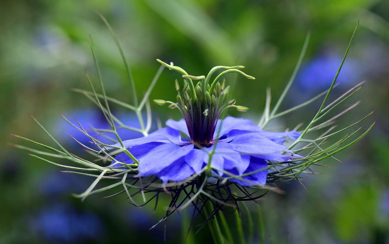 nigella_sativa_Organic_Cold_Press_Black_Seed_Oil-_Flower